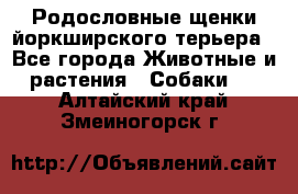 Родословные щенки йоркширского терьера - Все города Животные и растения » Собаки   . Алтайский край,Змеиногорск г.